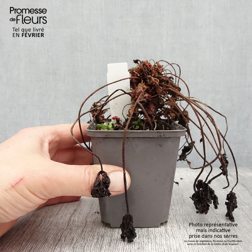 Amostra de Gerânio Ingwersen's Variety - Geranium macrorrhizum Vaso de 8/9 cm tal como entregue no inverno