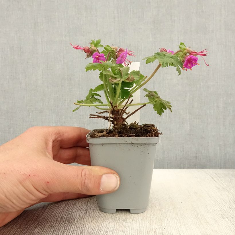 Amostra de Gerânio Ingwersen's Variety - Geranium macrorrhizum Vaso de 8/9 cm tal como entregue na primavera