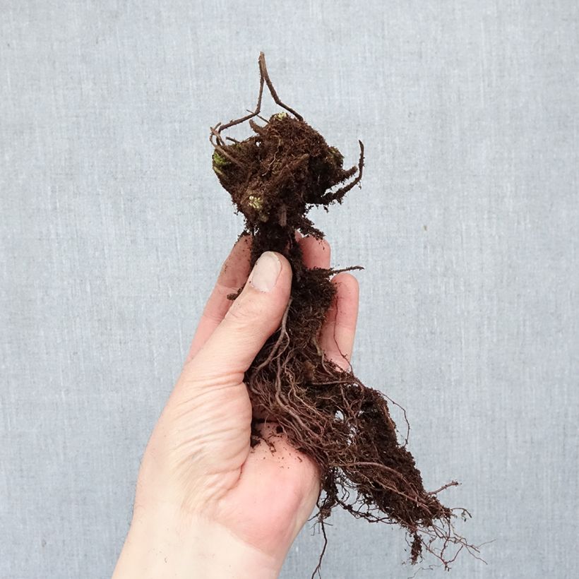 Amostra de Gerânio Ingwersen's Variety - Geranium macrorrhizum Raízes nuas tal como entregue no inverno