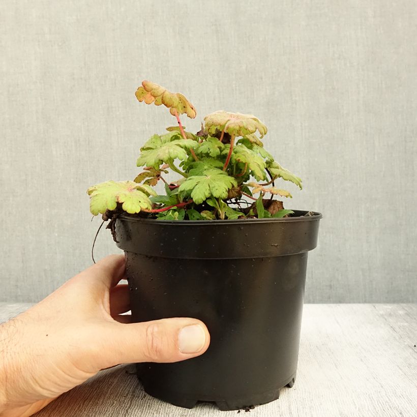 Amostra de Gerânio Spessart Vaso de 2 L/3 L tal como entregue no outono