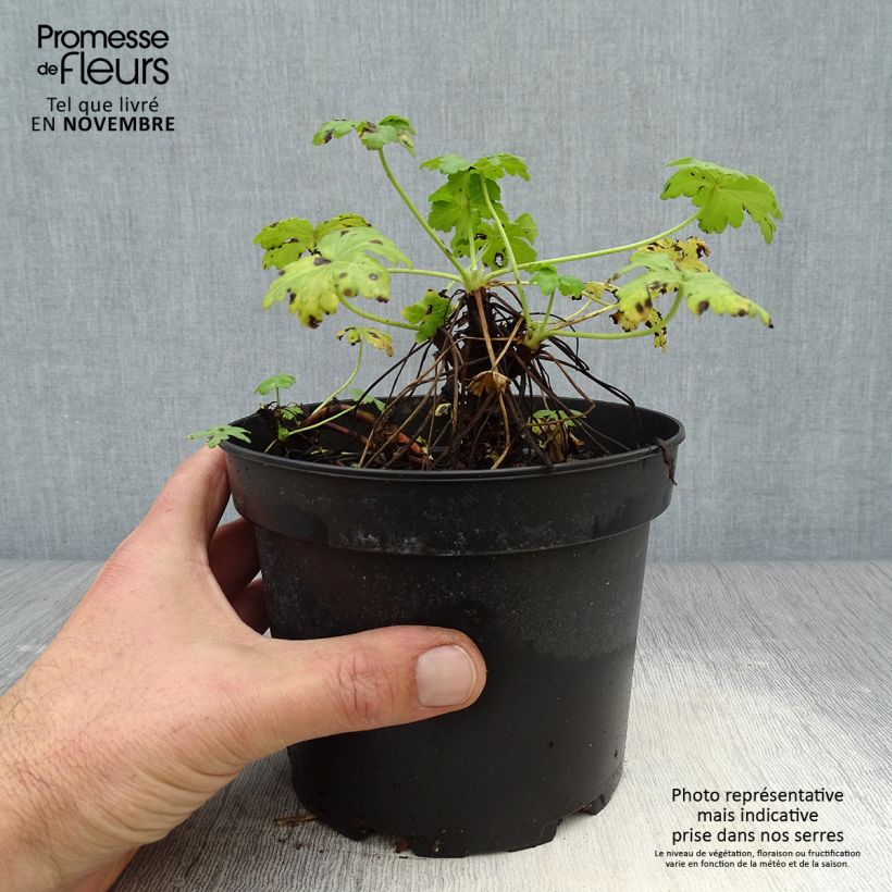 Amostra de Gerânio White Ness - Geranium macrorrhizum Vaso de 2 L/3 L tal como entregue no outono