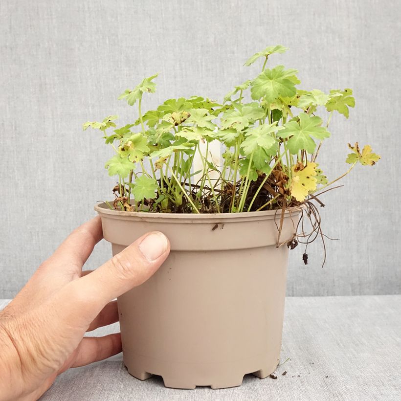 Amostra de Gerânio White Ness - Geranium macrorrhizum Vaso de 2 L/3 L tal como entregue no verão