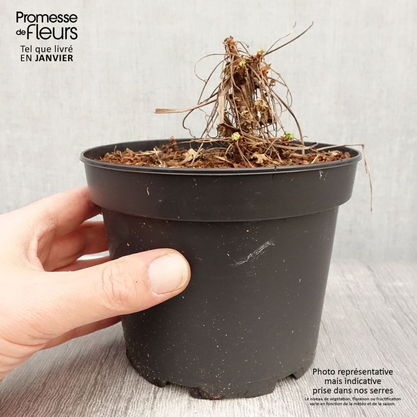 Amostra de Geranium vivace macrorrhizum White Ness Vaso de 2 L/3 L tal como entregue no inverno