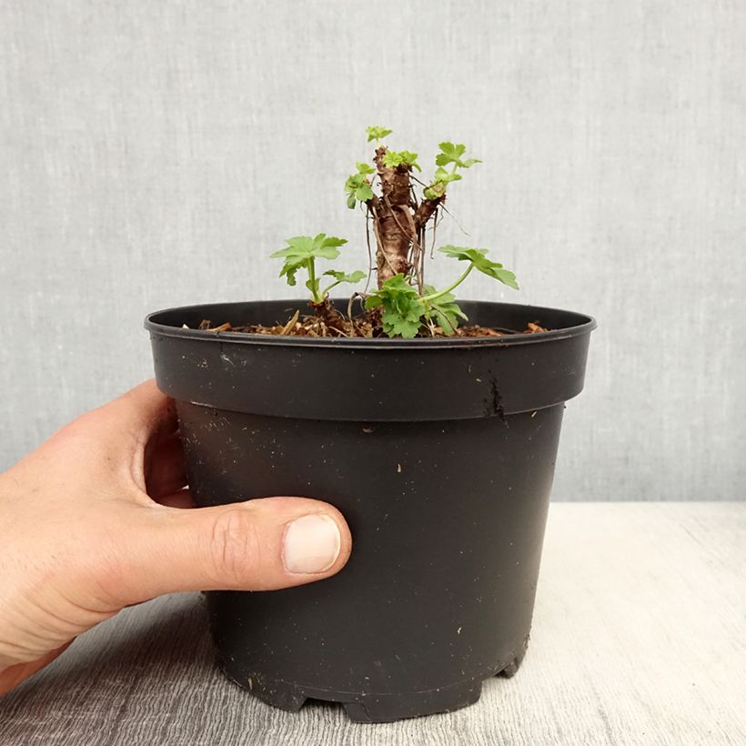 Amostra de Gerânio White Ness - Geranium macrorrhizum Vaso de 2 L/3 L tal como entregue na primavera