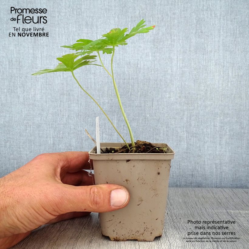 Amostra de Gerânio Chatto - Geranium maculatum Vaso de 8/9 cm tal como entregue no outono