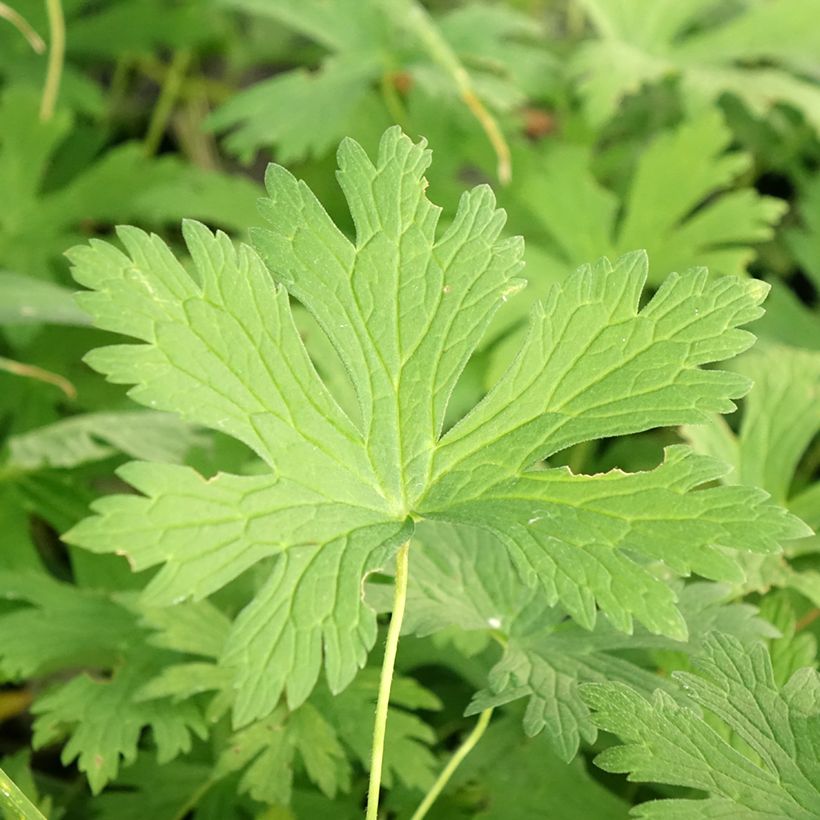 Gerânio Chatto - Geranium maculatum (Folhagem)