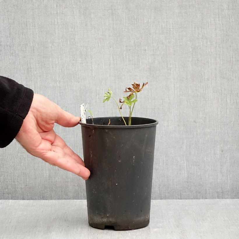 Amostra de Gerânio Chatto - Geranium maculatum Vaso de 2 L/3 L tal como entregue no outono