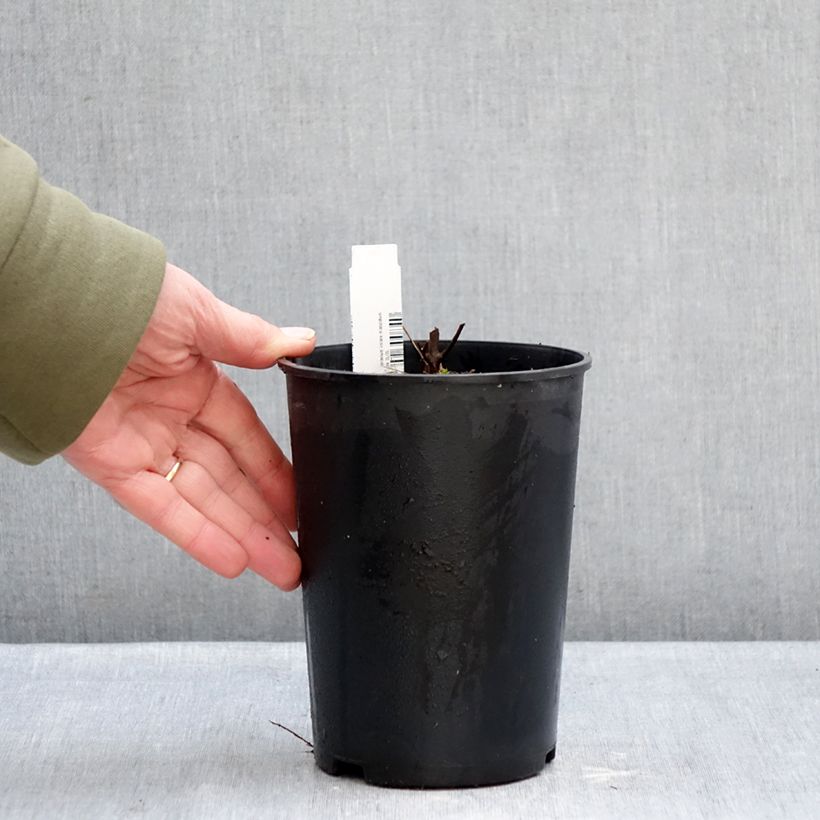 Amostra de Géranium vivace maculatum Chatto Vaso de 2 L/3 L tal como entregue no inverno