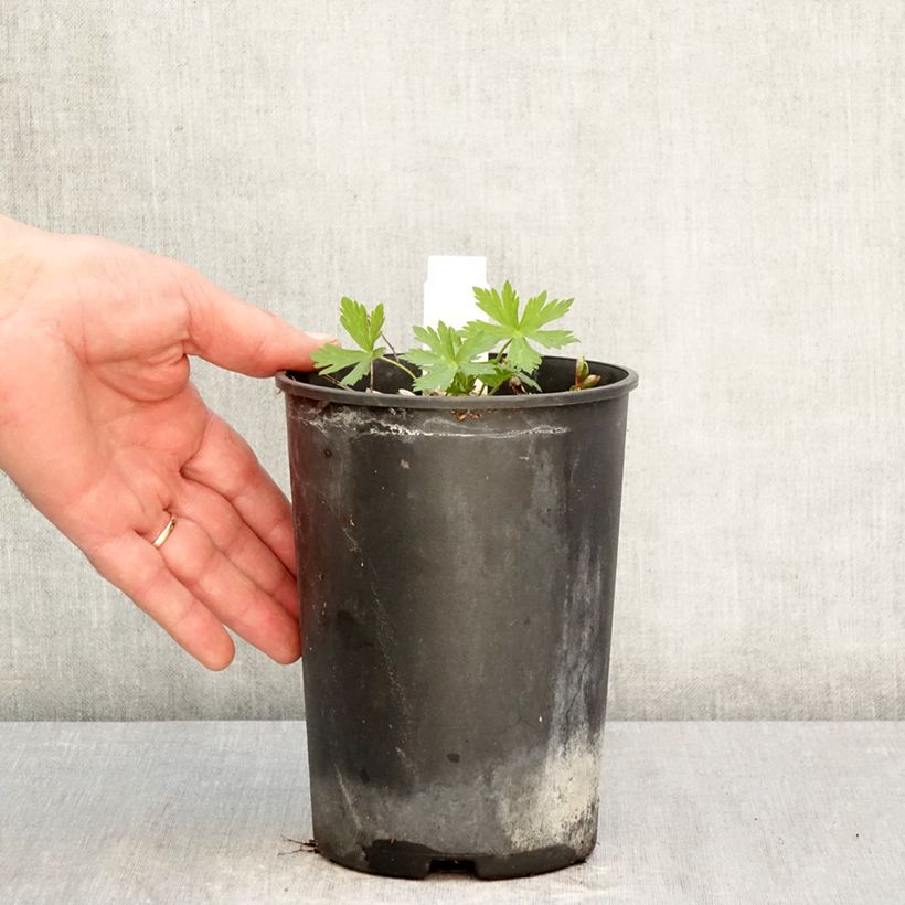 Amostra de Gerânio Chatto - Geranium maculatum Vaso de 2 L/3 L tal como entregue na primavera