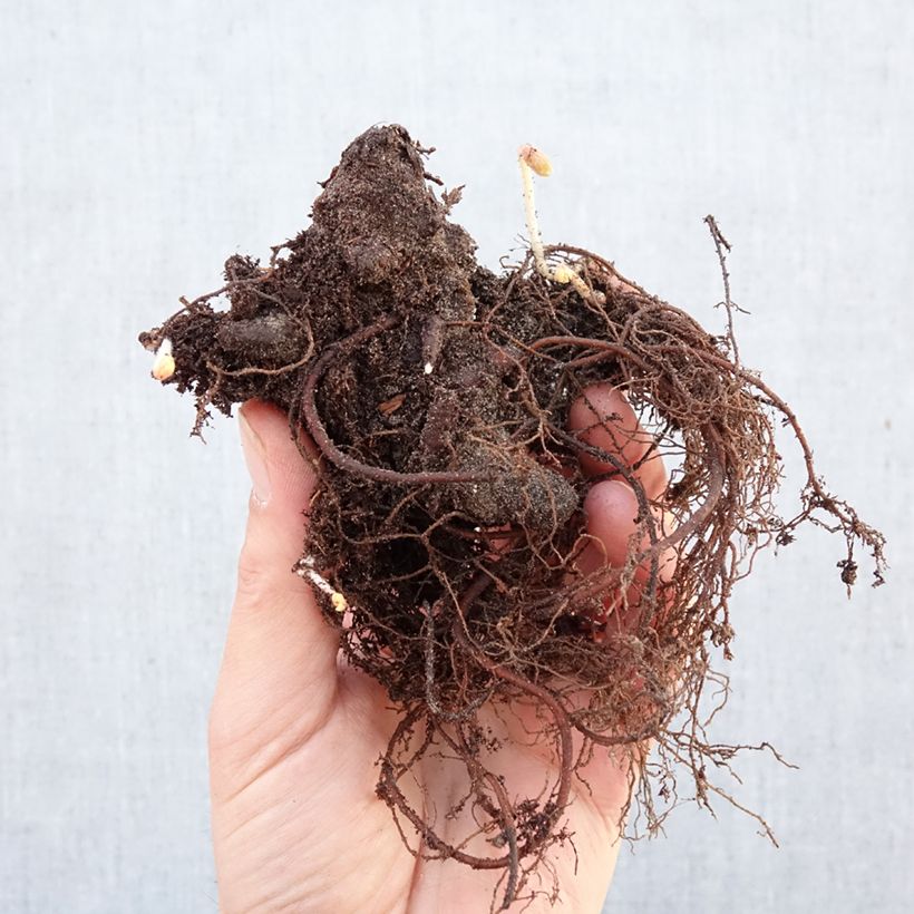 Amostra de Gerânio Espresso - Geranium maculatum Raízes nuas tal como entregue no inverno