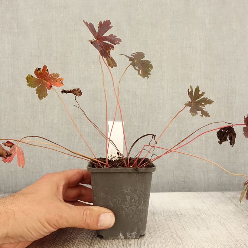 Amostra de Gerânio Stormy Night - Geranium maculatum Vaso de 8/9 cm tal como entregue no outono