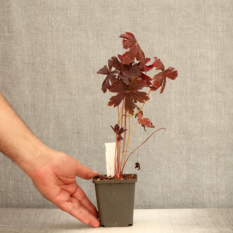 Amostra de Gerânio Stormy Night - Geranium maculatum Vaso de 8/9 cm tal como entregue no verão
