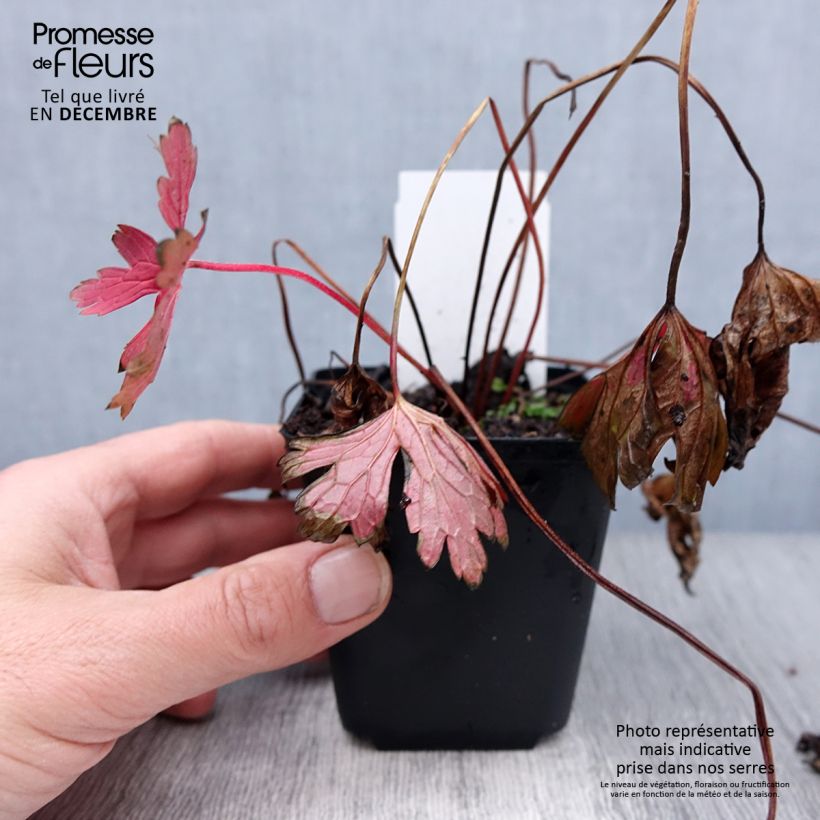 Amostra de Gerânio Stormy Night Vaso de 8/9 cm tal como entregue no inverno