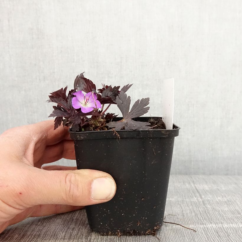 Amostra de Gerânio Stormy Night - Geranium maculatum Vaso de 8/9 cm tal como entregue na primavera