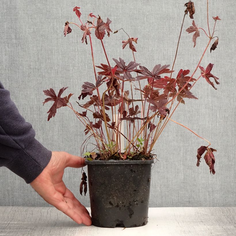 Amostra de Gerânio Stormy Night - Geranium maculatum Vaso de 2 L/3 L tal como entregue no verão