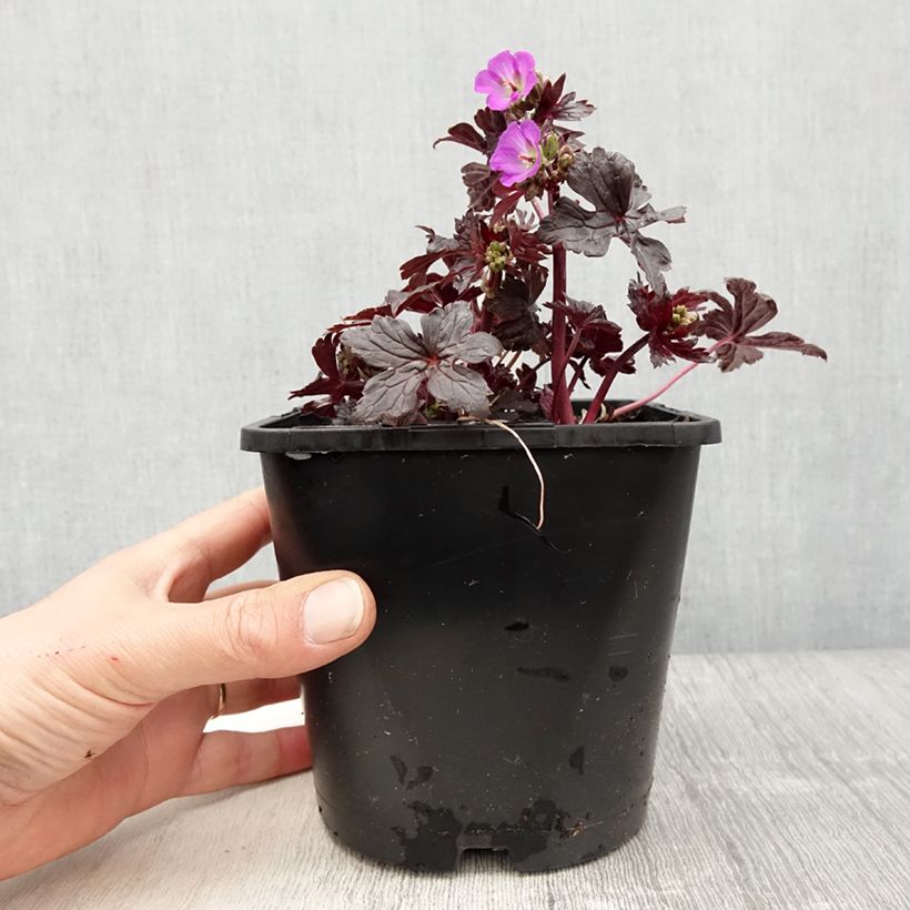 Amostra de Gerânio Stormy Night - Geranium maculatum Vaso de 2 L/3 L tal como entregue na primavera