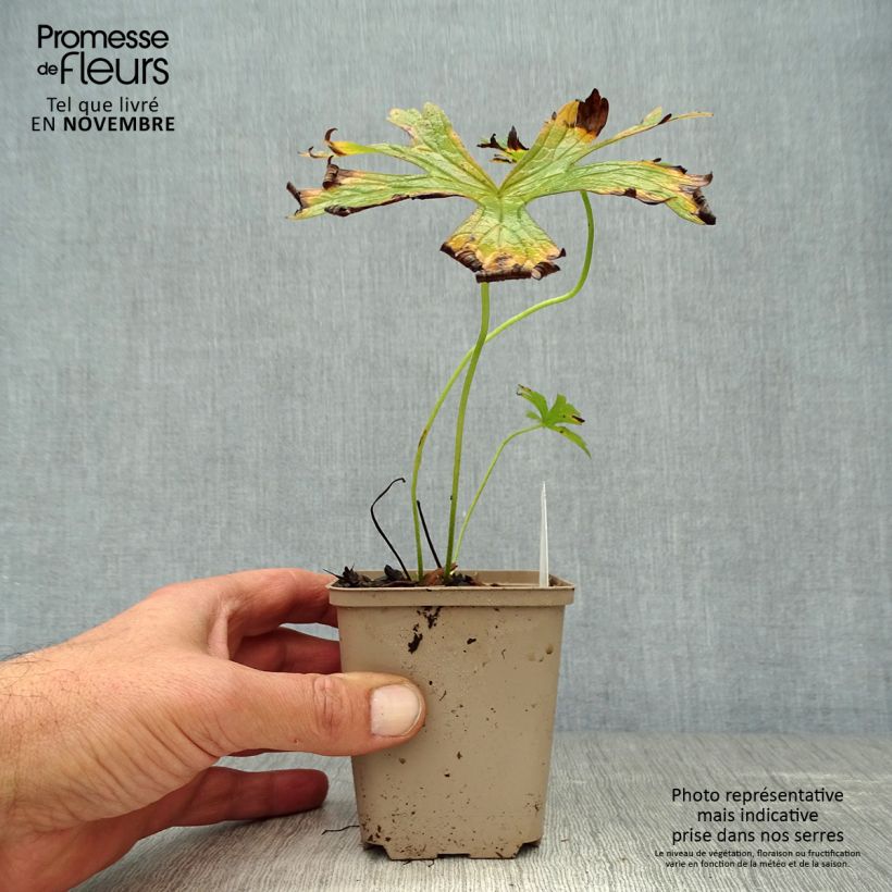 Amostra de Geranium maculatum var.album Vaso de 8/9 cm tal como entregue no outono