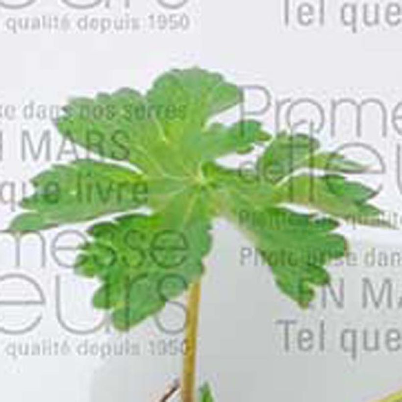 Geranium magnificum (Folhagem)