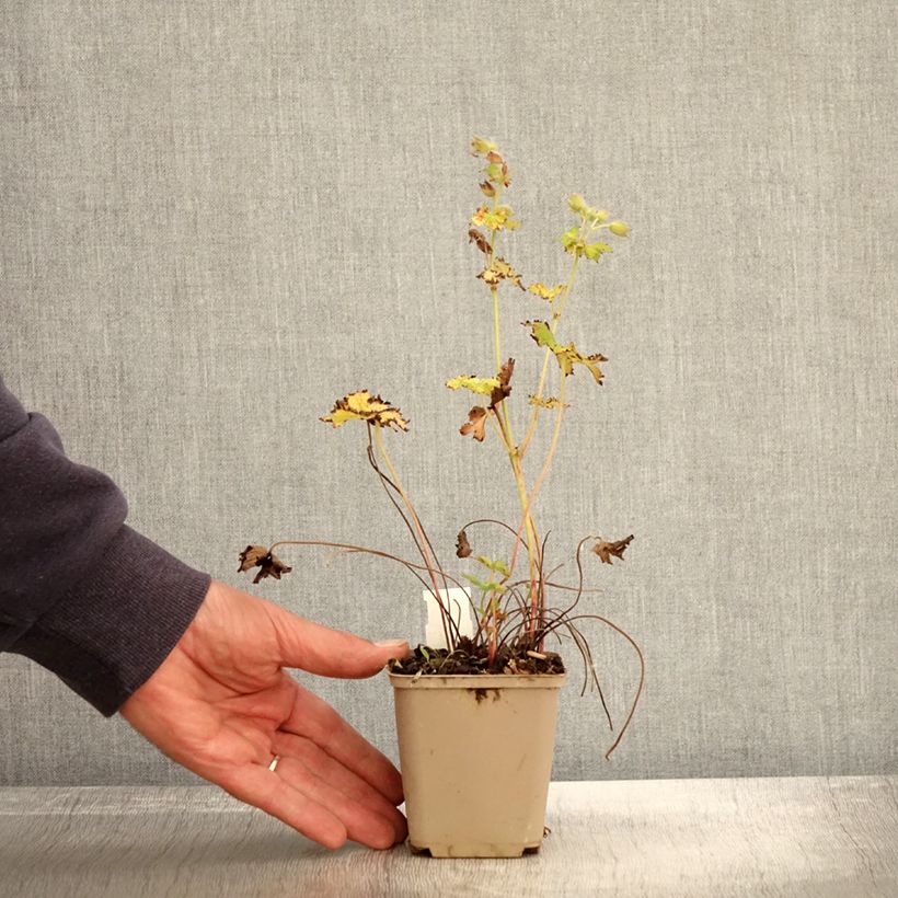 Amostra de Gerânio Blue Blood - Geranium magnificum Vaso de 8/9 cm tal como entregue no outono