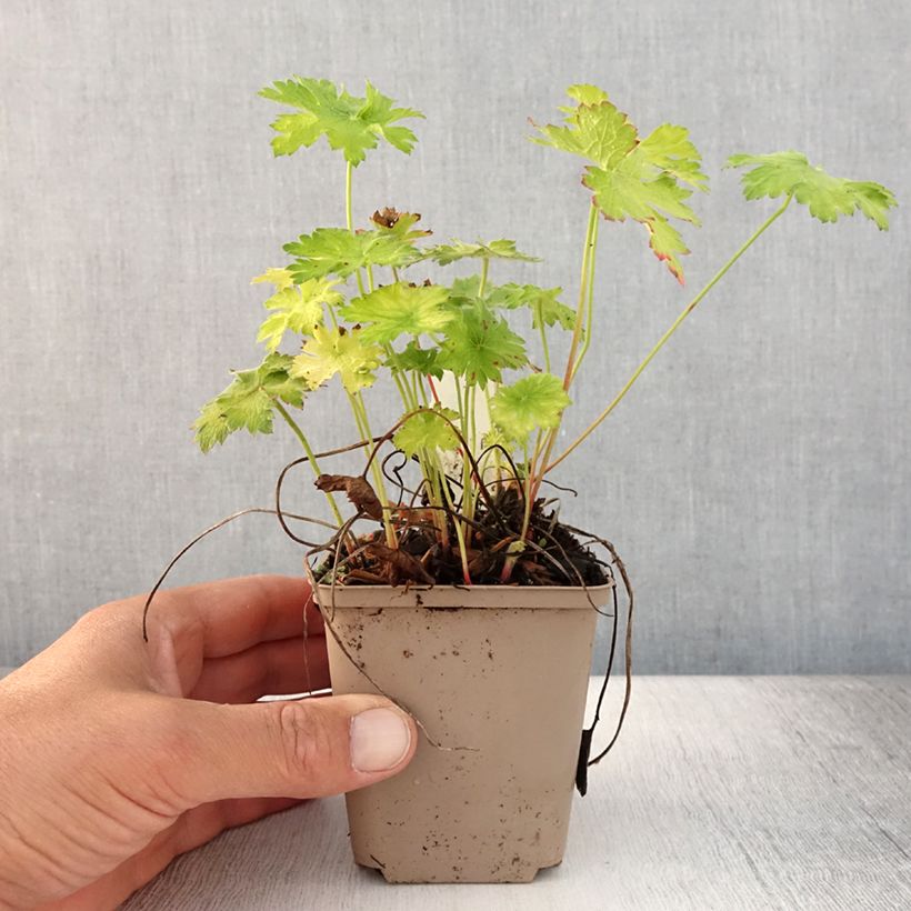 Amostra de Gerânio Blue Blood - Geranium magnificum Vaso de 8/9 cm tal como entregue no verão