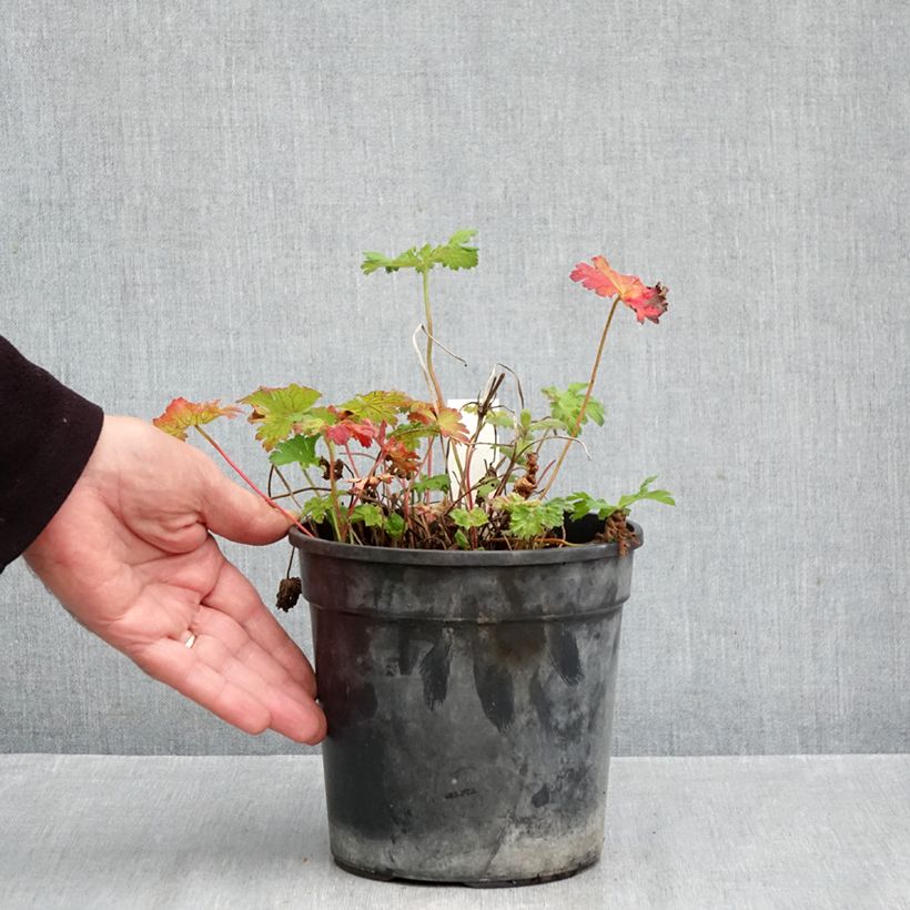 Amostra de Gerânio Blue Blood - Geranium magnificum Vaso de 2 L/3 L tal como entregue no outono
