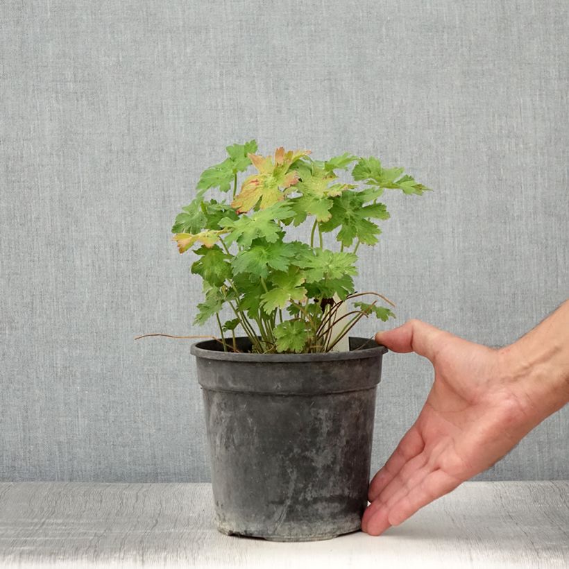 Amostra de Gerânio Blue Blood - Geranium magnificum Vaso de 2 L/3 L tal como entregue no verão