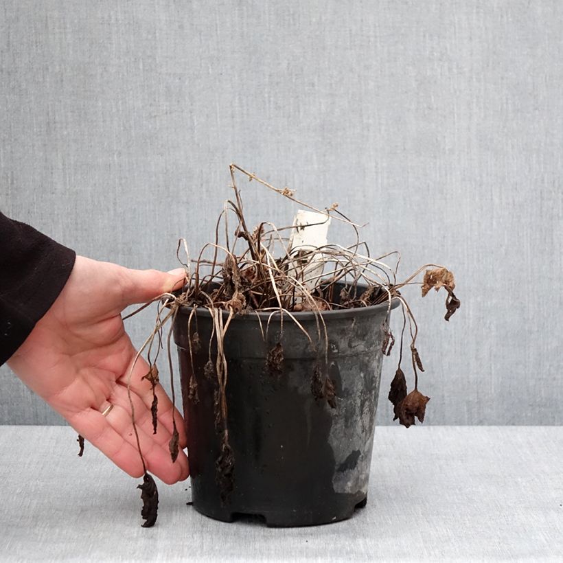 Amostra de Géranium vivace magnificum Blue Blood Vaso de 2 L/3 L tal como entregue no inverno