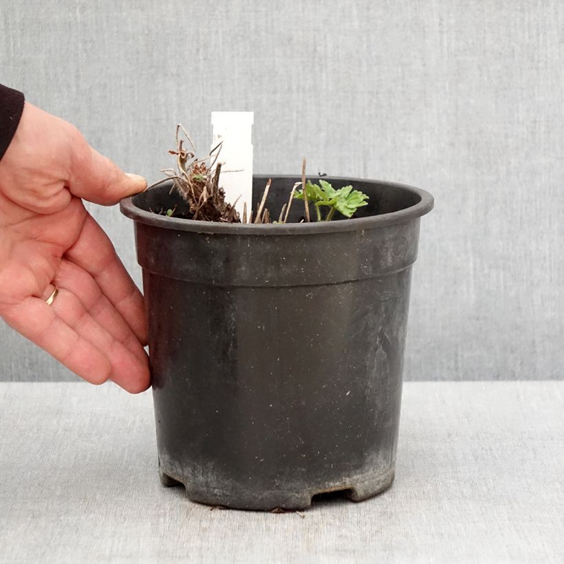 Amostra de Gerânio Blue Blood - Geranium magnificum Vaso de 2 L/3 L tal como entregue na primavera