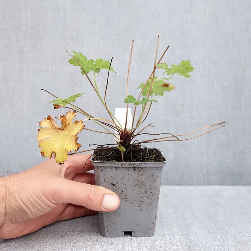 Amostra de Geranium magnificum Vaso de 8/9 cm tal como entregue no outono