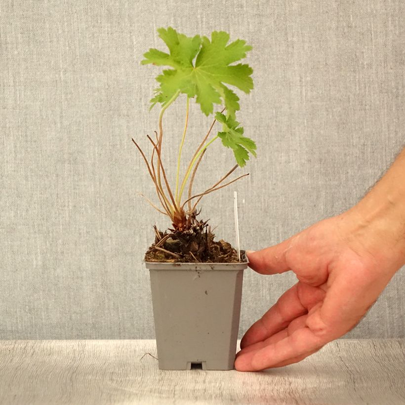 Amostra de Geranium magnificum Vaso de 8/9 cm tal como entregue no verão