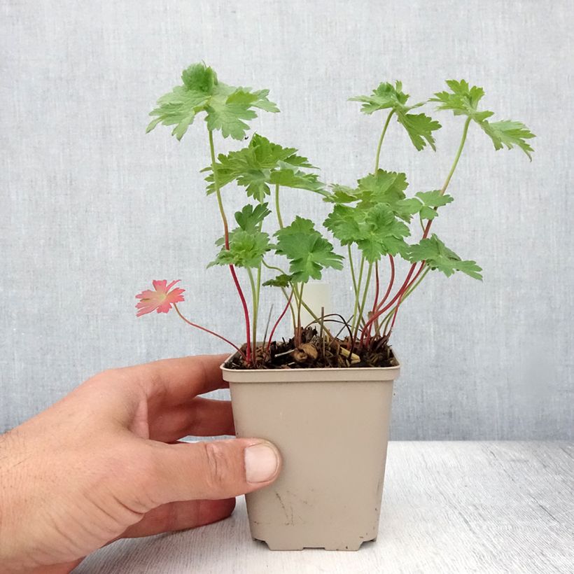 Amostra de Gerânio Rosemoor Vaso de 8/9 cm tal como entregue no verão