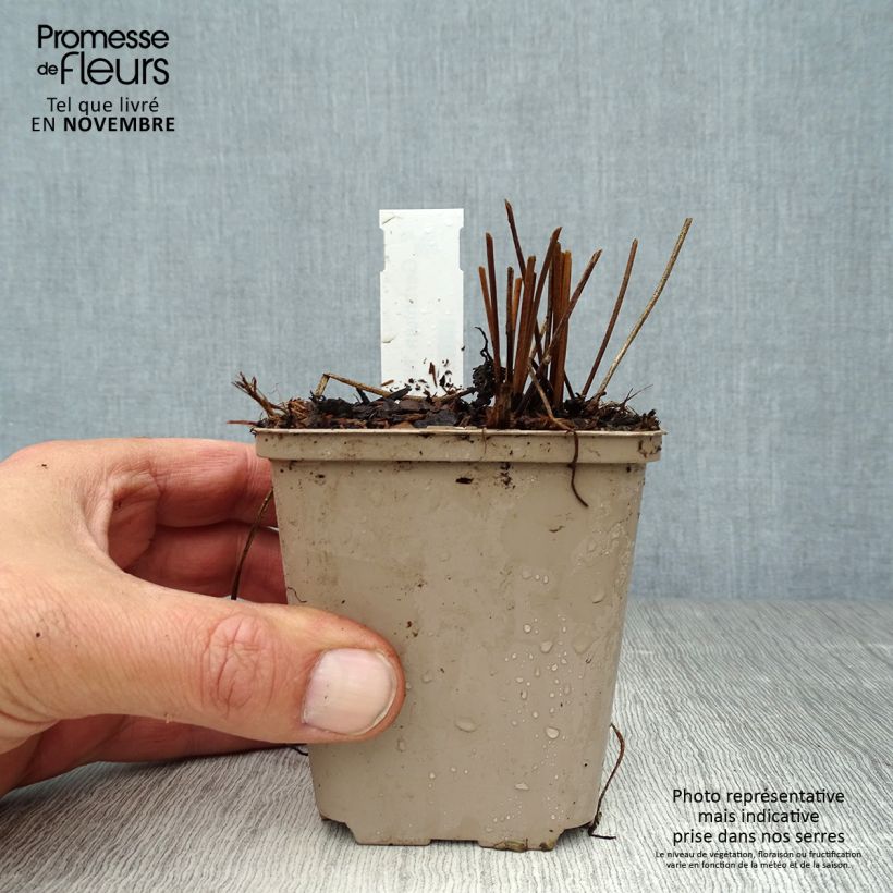 Amostra de Gerânio Nimbus - Geranium x collinum Vaso de 8/9 cm tal como entregue no outono