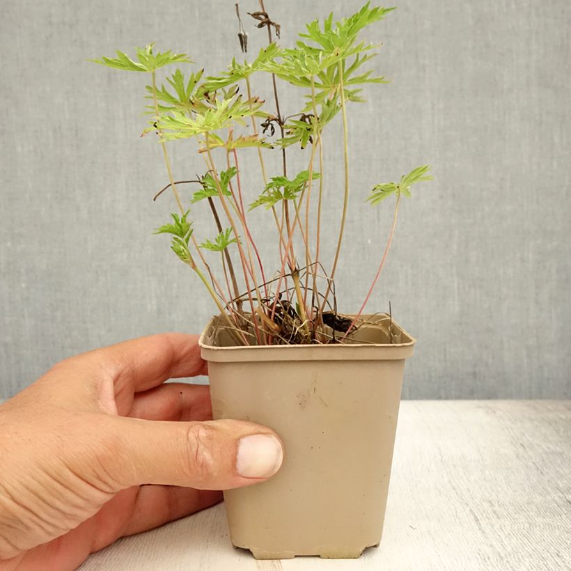 Amostra de Gerânio Nimbus - Geranium x collinum Vaso de 8/9 cm tal como entregue no verão
