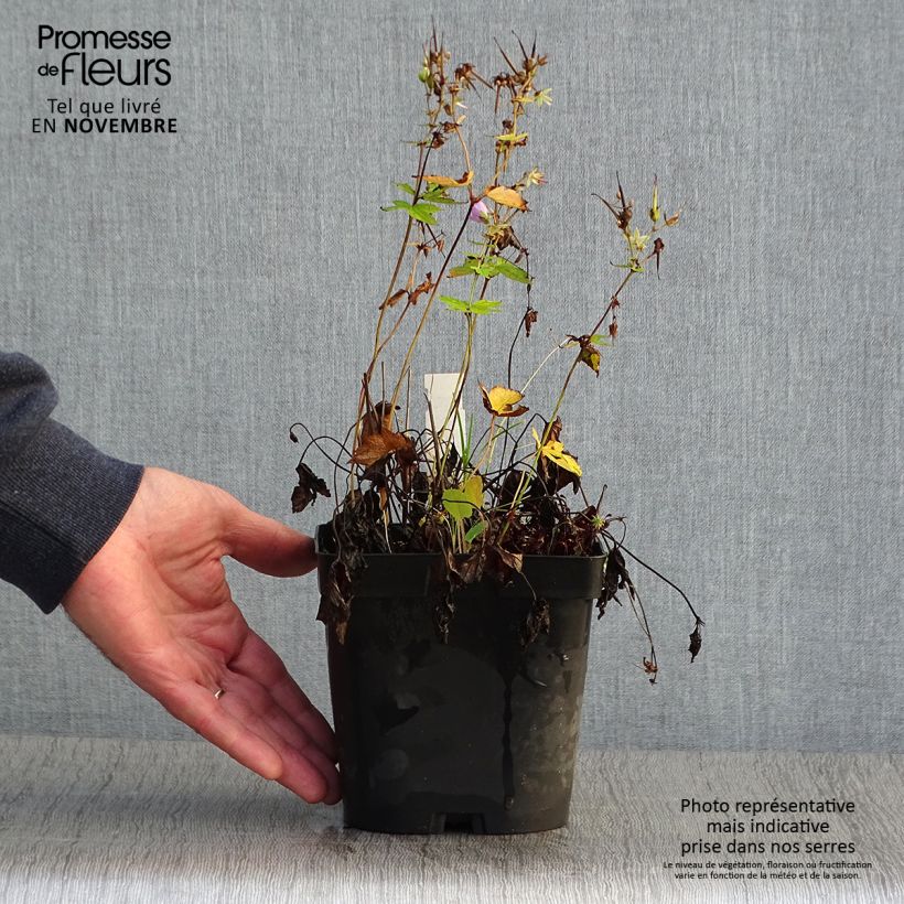 Amostra de Geranium nodosum Vaso de 2 L/3 L tal como entregue no outono