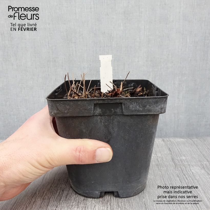 Amostra de Geranium nodosum Vaso de 2 L/3 L tal como entregue no inverno