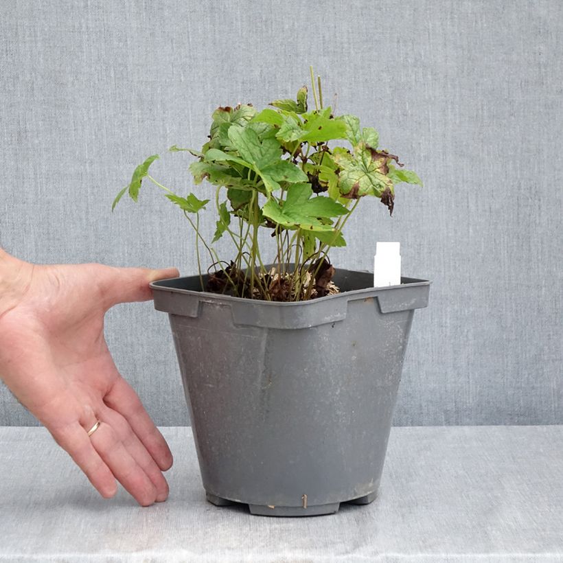 Amostra de Geranium nodosum Vaso de 2 L/3 L tal como entregue no verão