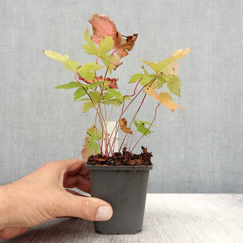 Amostra de Geranium nodosum Simon Vaso de 8/9 cm tal como entregue no outono