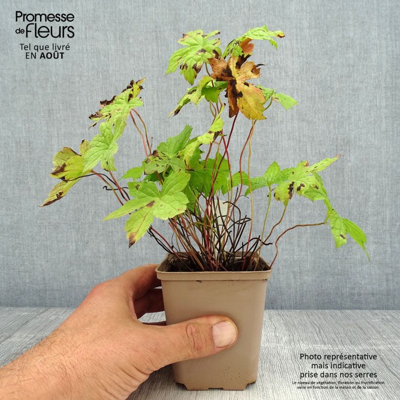 Amostra de Geranium nodosum Simon Vaso de 8/9 cm tal como entregue no verão