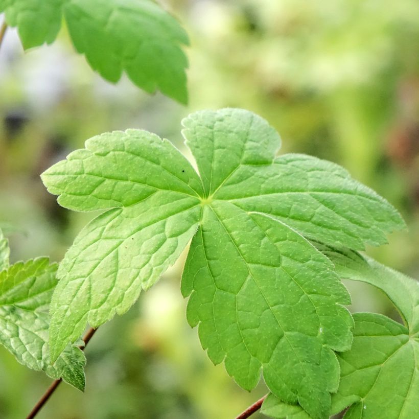 Geranium nodosum Tony's Talisman (Folhagem)