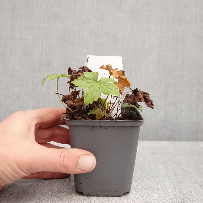 Amostra de Geranium vivace nodosum Tony's Talisman - Géranium noueux Vaso de 8/9 cm tal como entregue no inverno