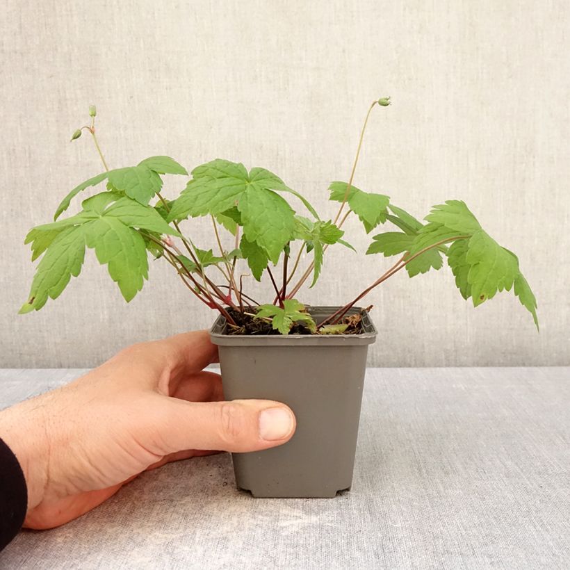 Amostra de Geranium nodosum Tony's Talisman Vaso de 8/9 cm tal como entregue na primavera