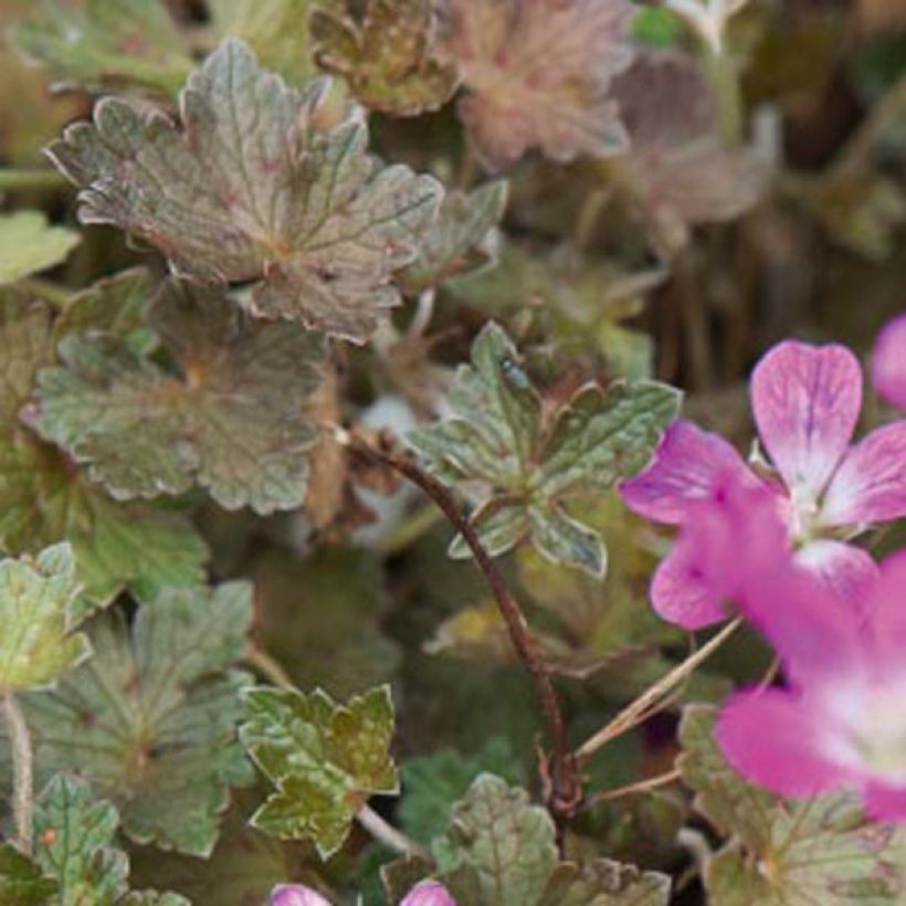 Gerânio Orkney Cherry® - Geranium oxonianum (Folhagem)