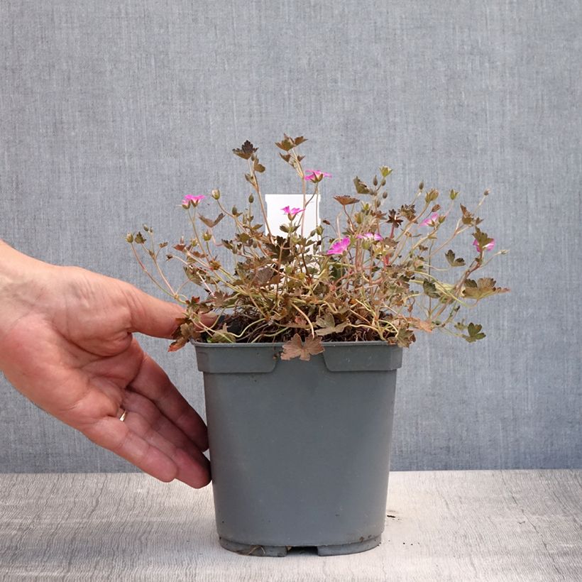 Amostra de Gerânio Orkney Cherry® - Geranium oxonianum Vaso de 1,5 L/2 L tal como entregue no verão