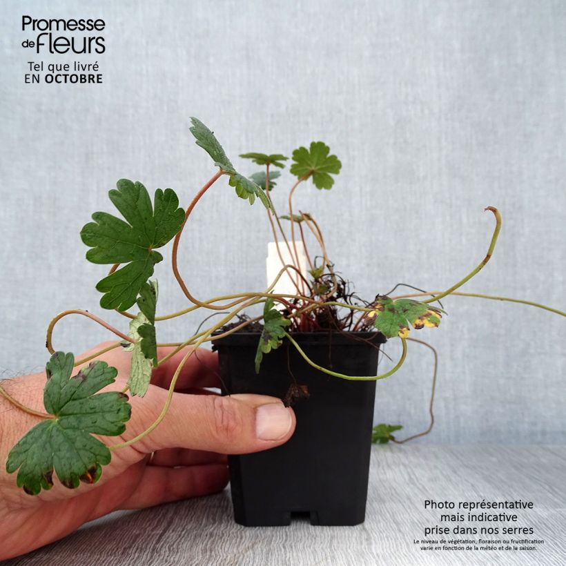 Amostra de Gerânio Orkney Cherry® - Geranium oxonianum Vaso de 8/9 cm tal como entregue no outono