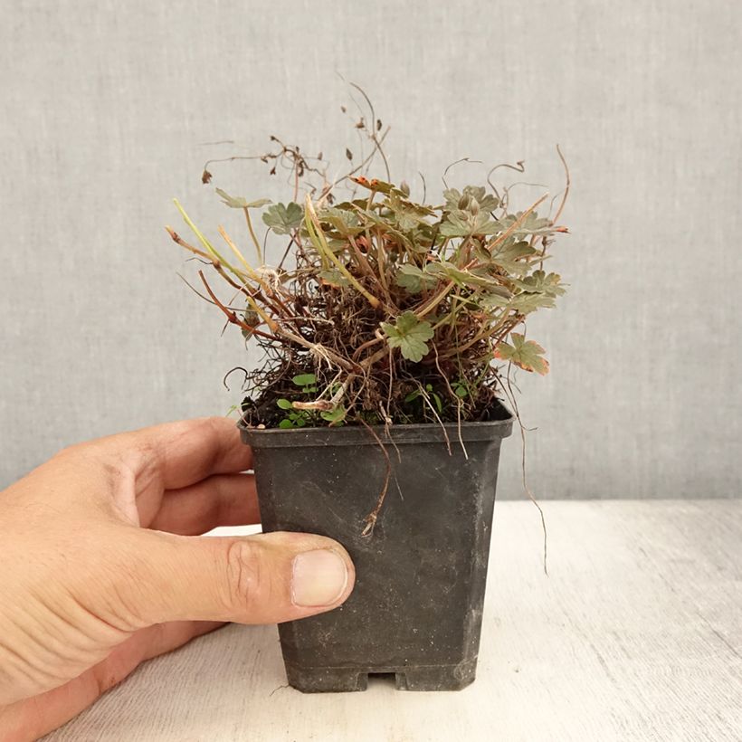 Amostra de Gerânio Orkney Cherry® - Geranium oxonianum Vaso de 8/9 cm tal como entregue no verão