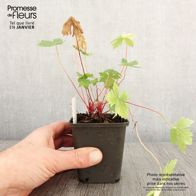 Amostra de Géranium vivace oxonianum Ankum's White Vaso de 8/9 cm tal como entregue no inverno