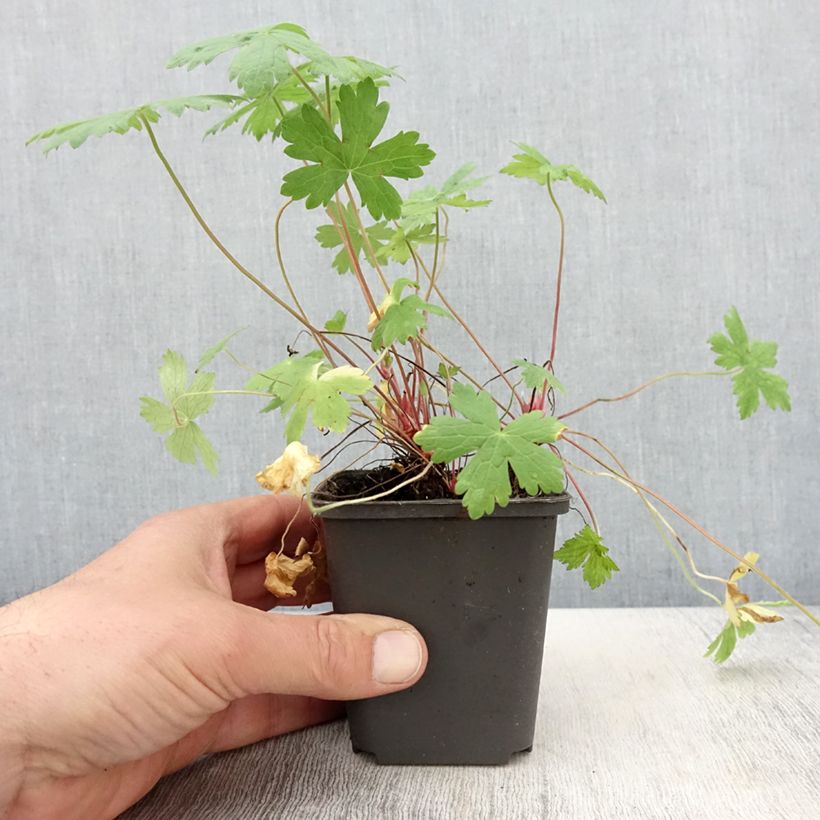 Amostra de Gerânio Ankum's White - Geranium oxonianum Vaso de 8/9 cm tal como entregue na primavera