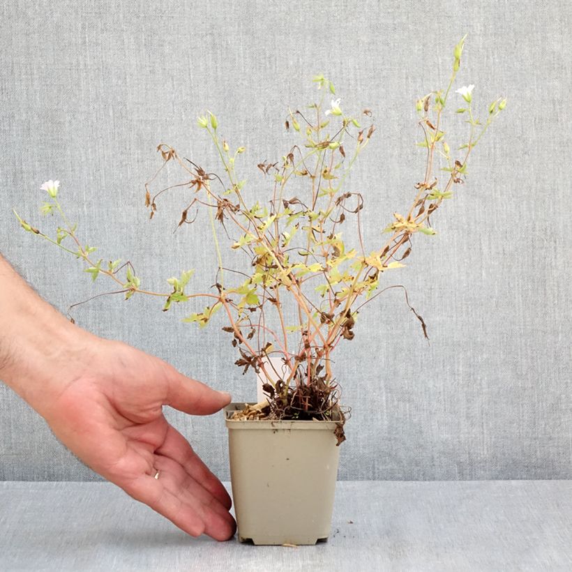 Amostra de Gerânio Ankum's White - Geranium oxonianum Vaso de 8/9 cm tal como entregue no verão