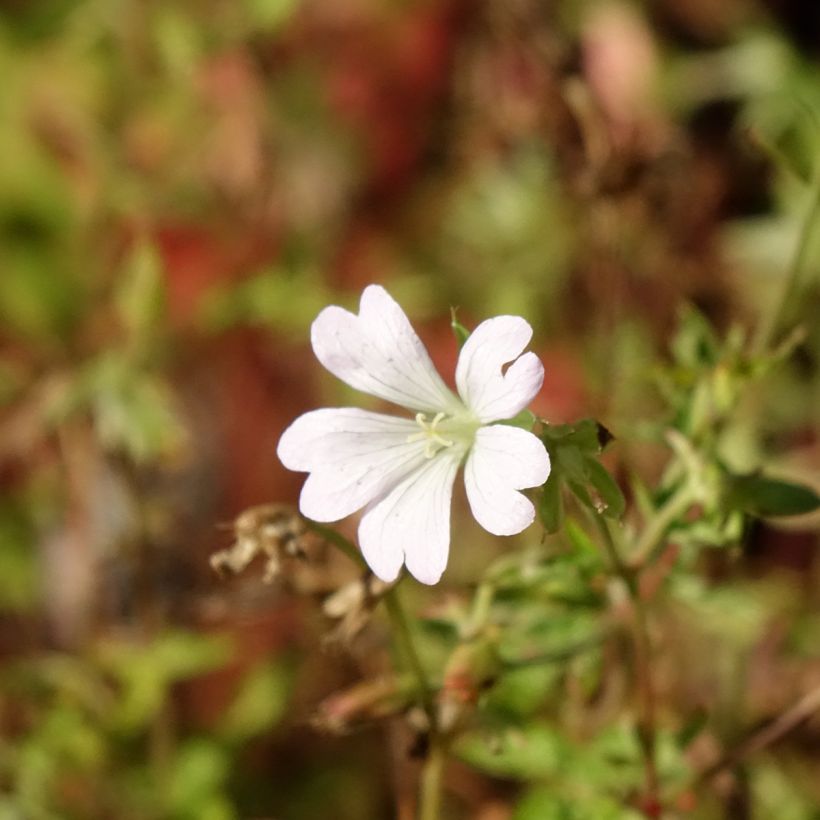Gerânio Ankum's White - Geranium oxonianum (Floração)