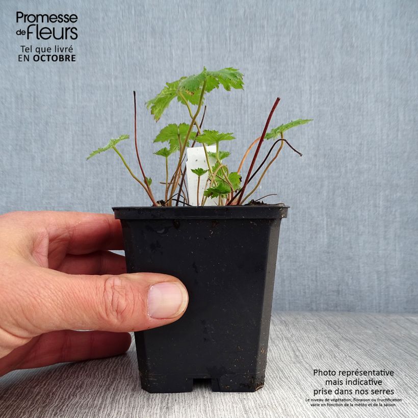 Amostra de Gerânio Claridge Druce - Geranium oxonianum Vaso de 8/9 cm tal como entregue no outono